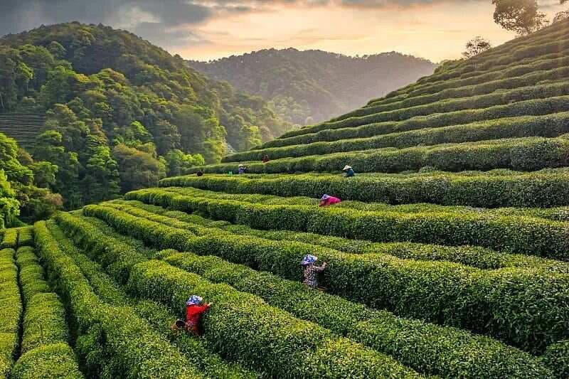 狮峰龙井：一杯茶里的江南雅韵与时光珍酿