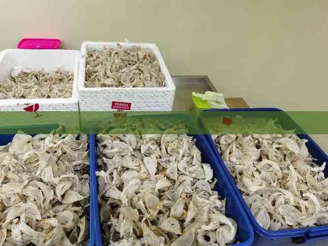 如何正确保存新鲜燕窝粥以延长保鲜期：全方位指南