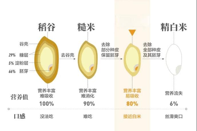 糙米与精米：营养价值的深度较量