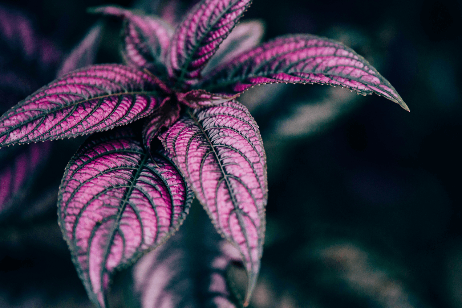 轻松种出紫苏叶：新手必看的种植管理全攻略