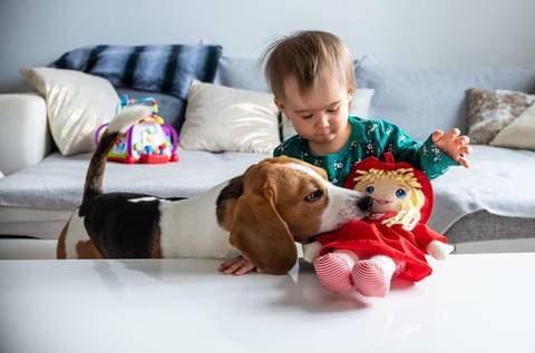 孩子养的宠物没了，父母该如何做好孩子的生命教育？