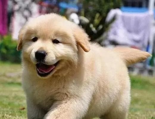 金毛犬易生病？（探究金毛犬常见疾病及预防方法）