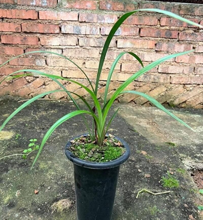 养兰花别怕浇水：把握好氧的生长规律