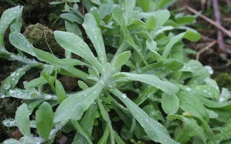 鼠曲草：清明时节的美味与药用价值