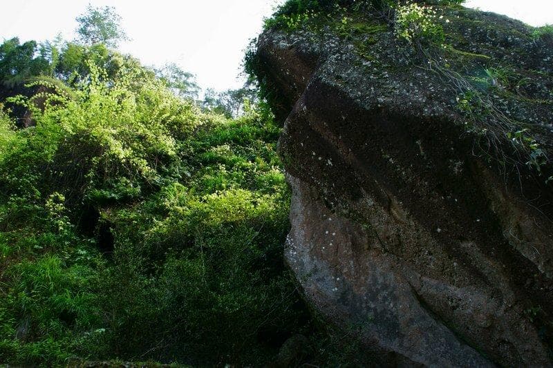 武夷岩茶大红袍品鉴：岩韵特征与品种香气