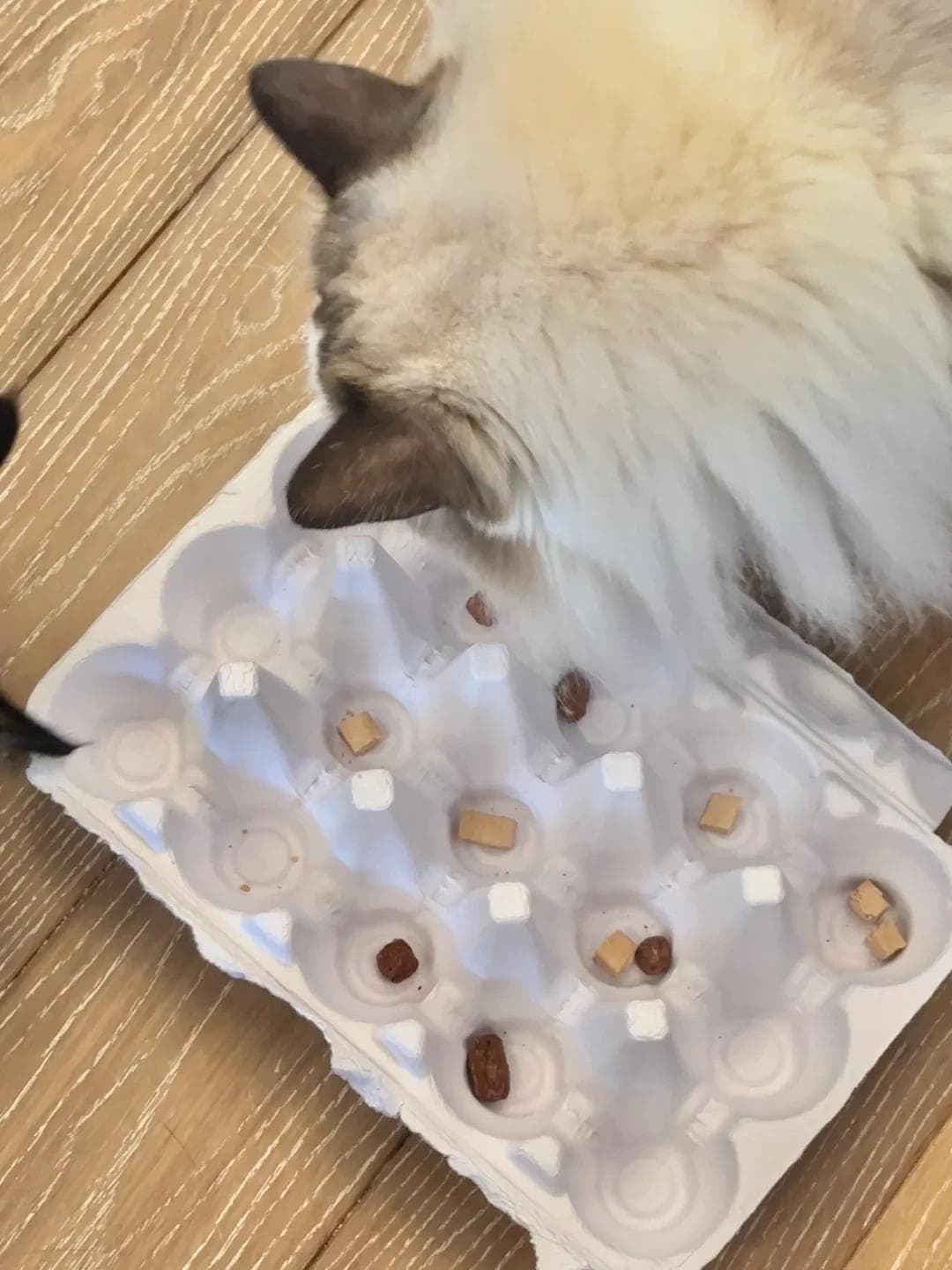 猫咪丰容敲简单！喵生也有仪式感啦