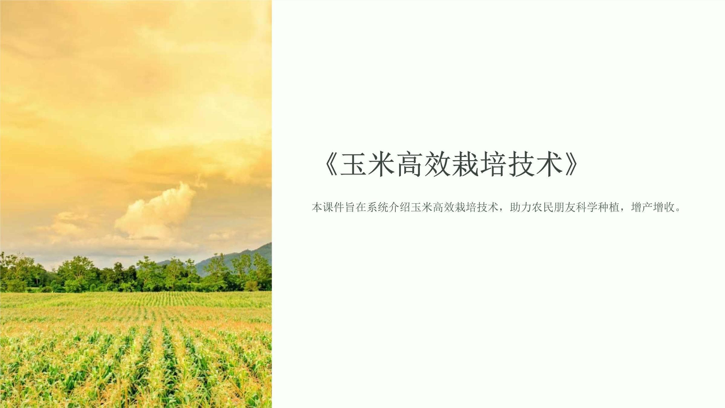 《玉米高效栽培技术》课件