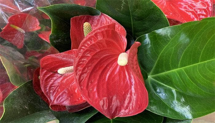 红掌花有毒吗？室内养殖安全指南