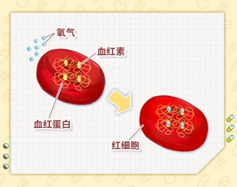 贫血不只是“血虚”！深入了解贫血的分类、成因与诊断