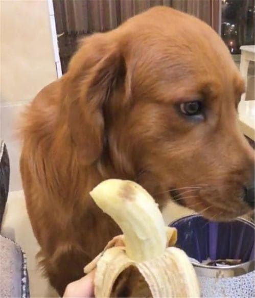 狗狗能吃香蕉？宠物饮食需谨慎