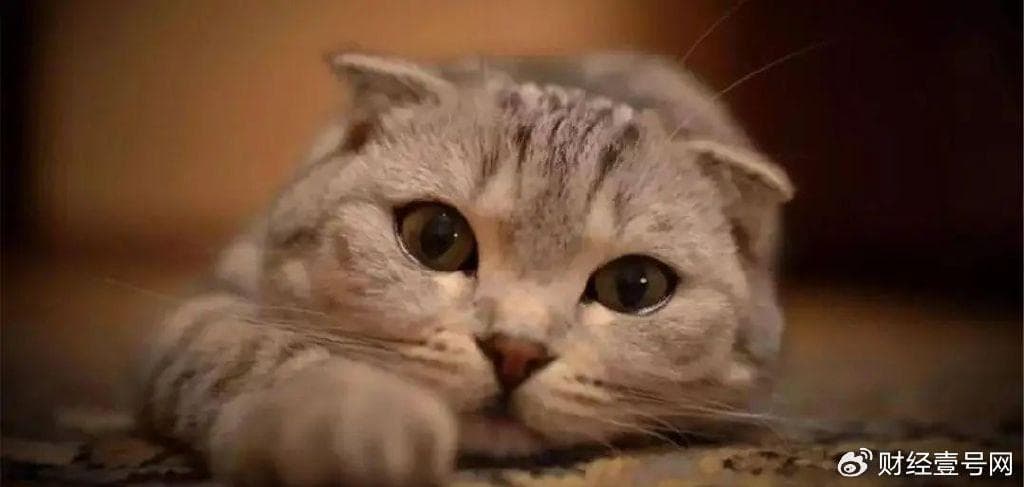 开春后，养猫的人应该注意以下事项，不懂的记得收藏！