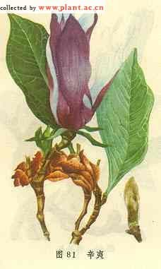 辛夷Magnolia liliiflora Desr．