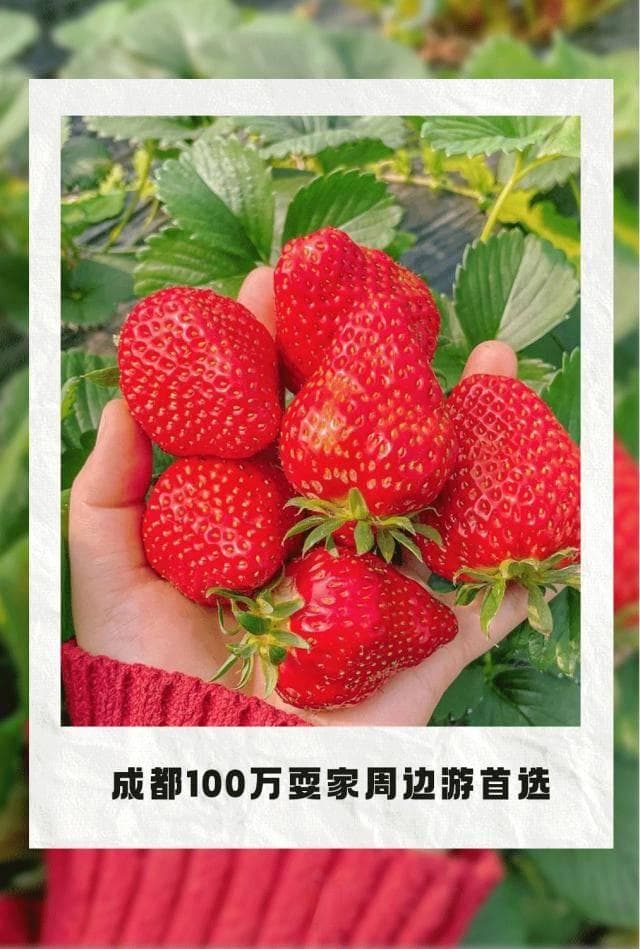 成都最全草莓采摘地图！13条超甜线路拿上就冲！当天打来回！