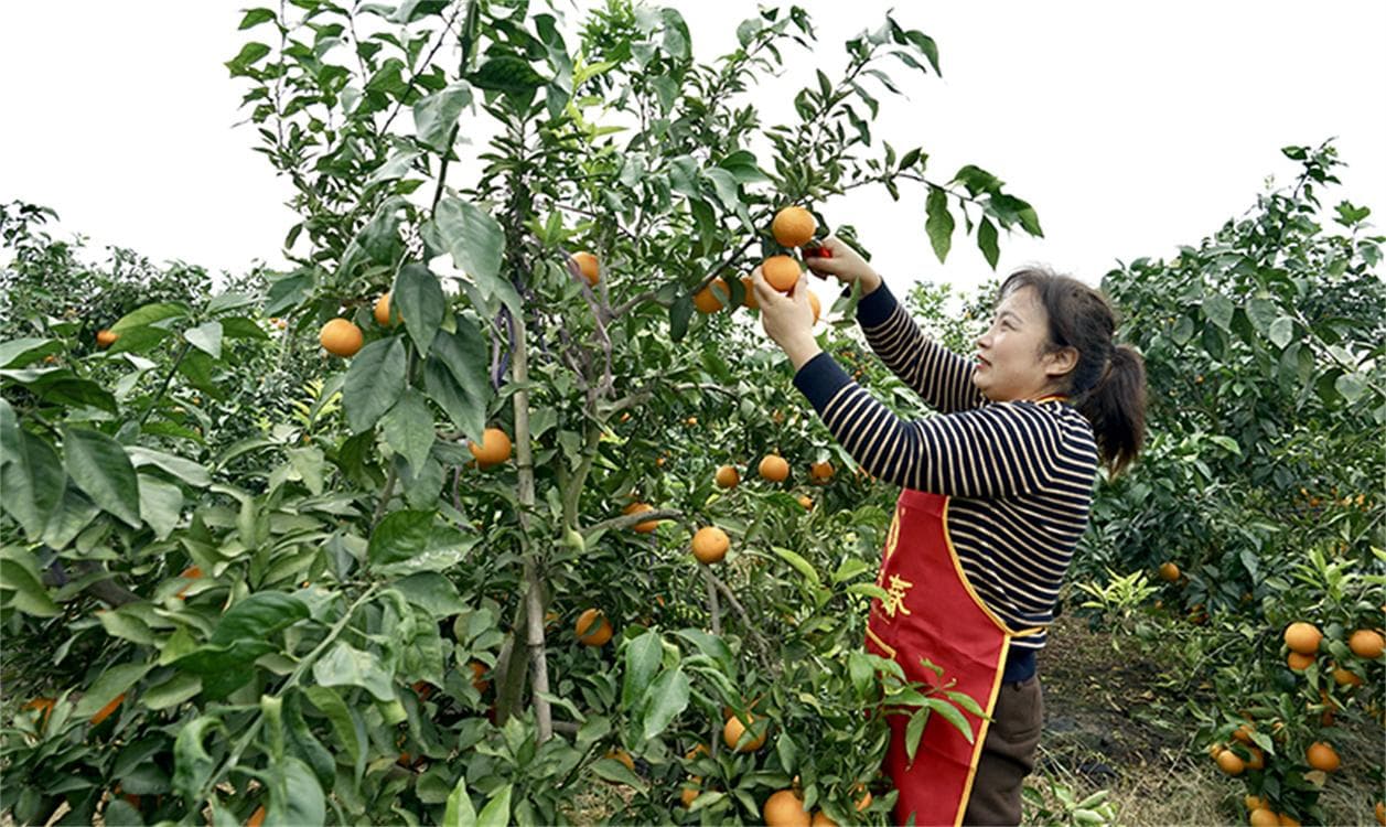 德阳绵竹：爱媛丰收挂满枝 致富路上香满园