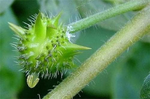 蒺藜的功效与作用：从传统到现代的药用价值