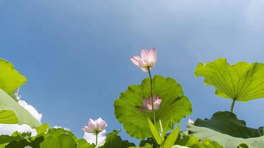 虚寒、寒湿体质人群，三伏之前，抓住姜枣茶饮用的最佳时机