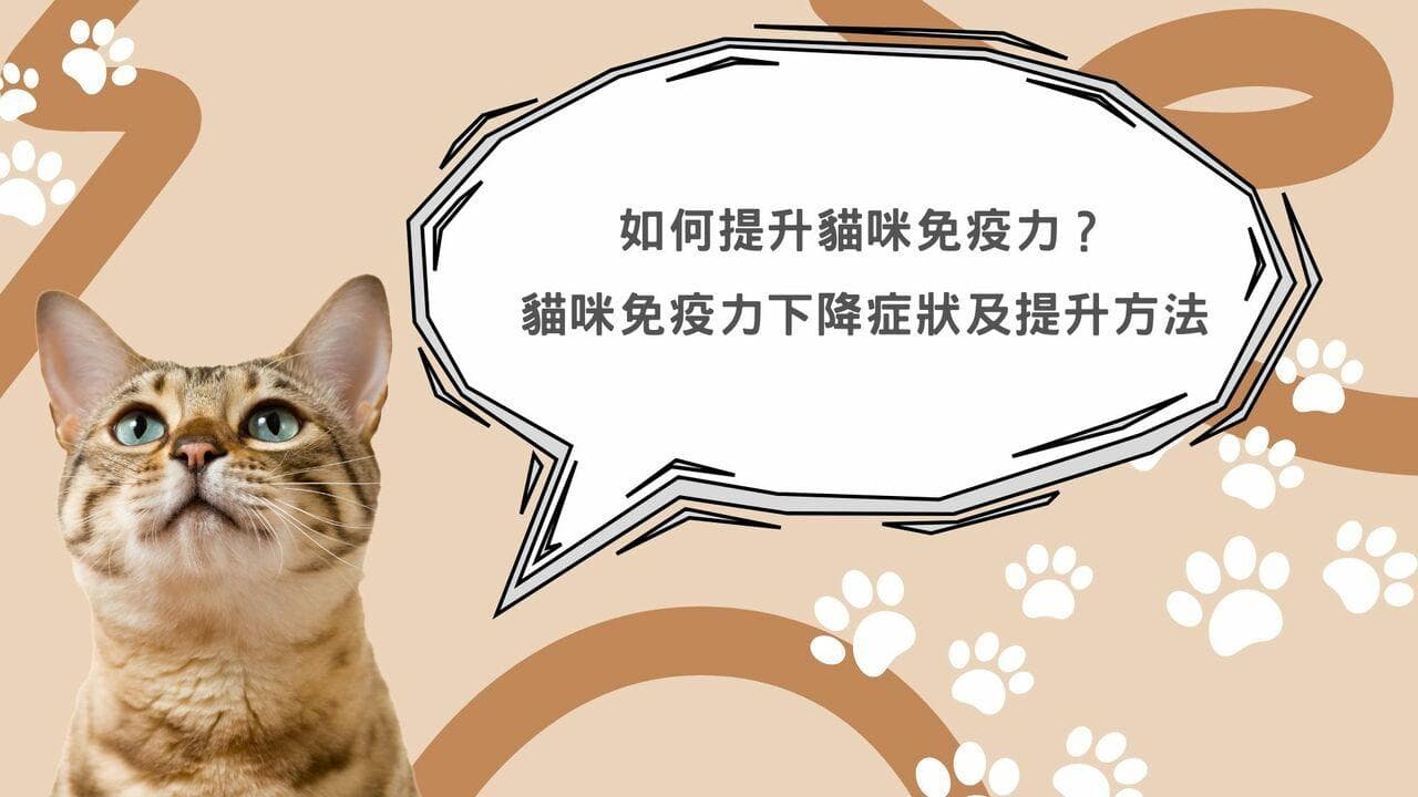如何提升猫咪免疫力？猫咪免疫力下降症状及提升方法