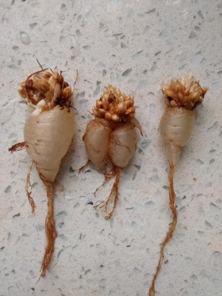 关节酢浆草：一种观赏价值与生态威胁并存的外来植物