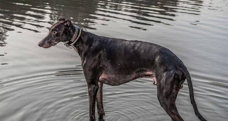 中华田园犬：中国最古老的犬种