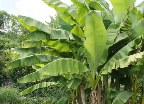 芭蕉是乔木还是灌木植物  怎么管理养护