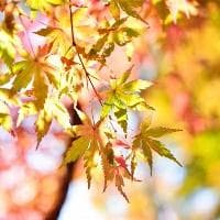 鄱阳湖老爷庙的传说：从朱元璋到救生红船