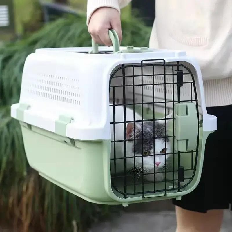 宠物回家攻略：保姆级宠物托运指南大全