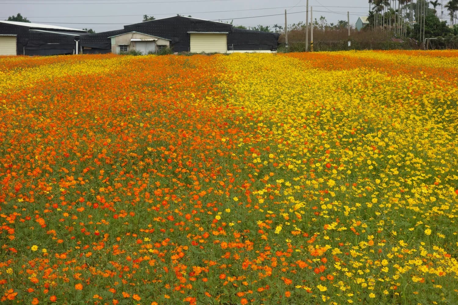 北海格桑花海拍照攻略：最佳机位、美食推荐与文化解读