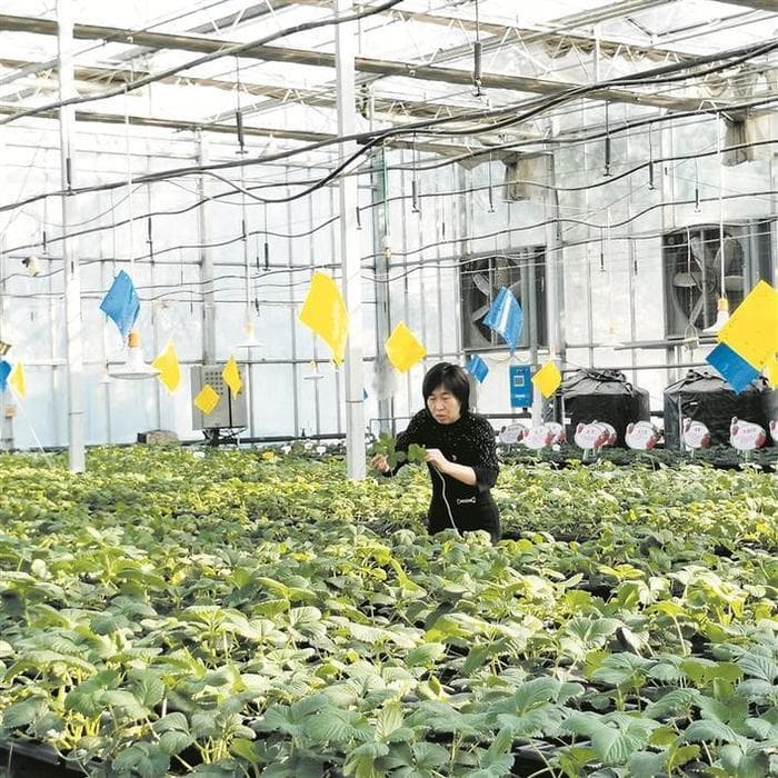 史芳芳：让草莓育苗从“单季”迈向“四季”