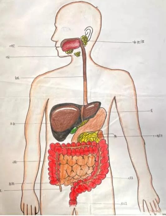 消化系统的组成和各自功能，值得收藏