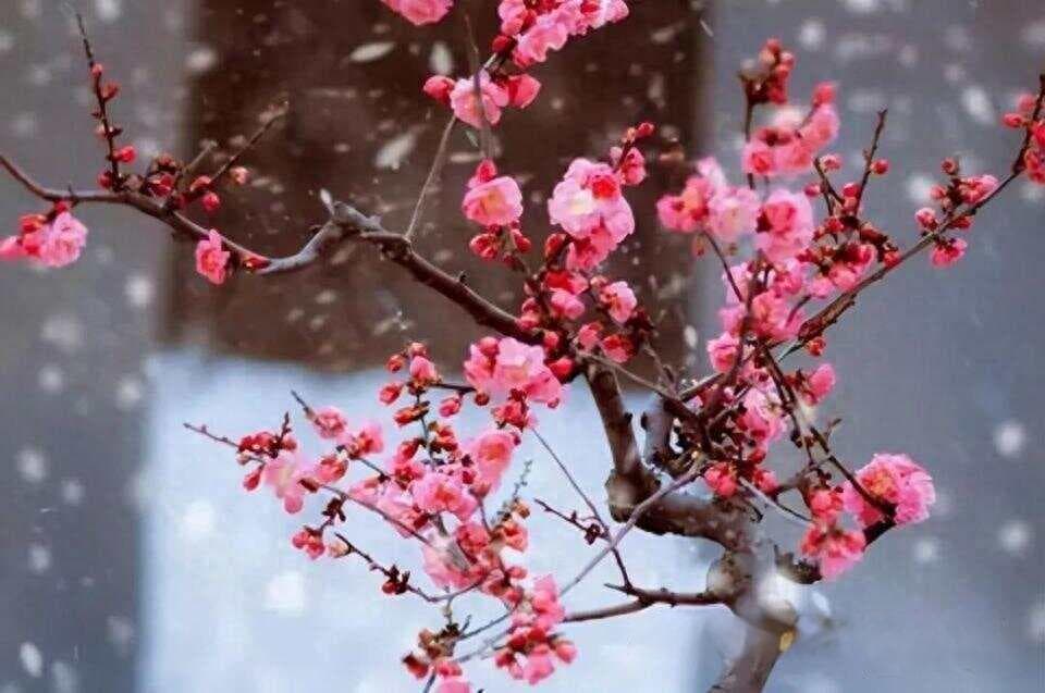 【原】雪含朝暝色  风引去来香——李峤《梅》赏析