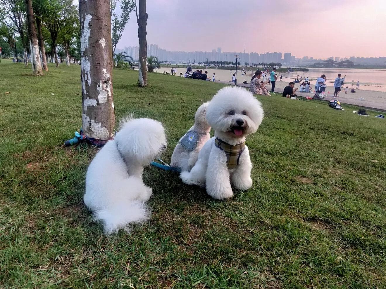 狗为什么不能吃巧克力？误食后的紧急处理方法