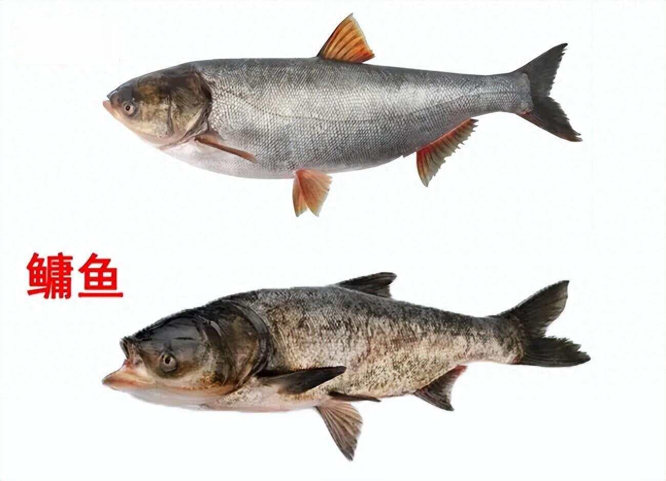 长相相似的8种淡水鱼