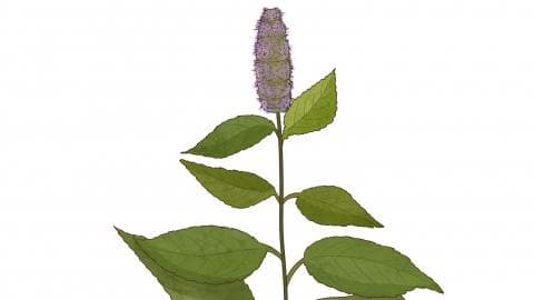 溪黄草对肝有什么作用