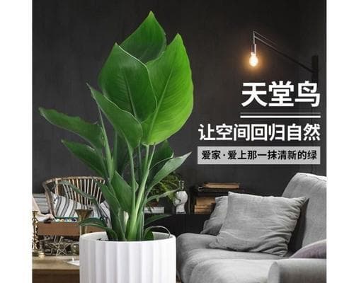 揭秘天堂鸟生活习性，探究其喜欢的环境条件