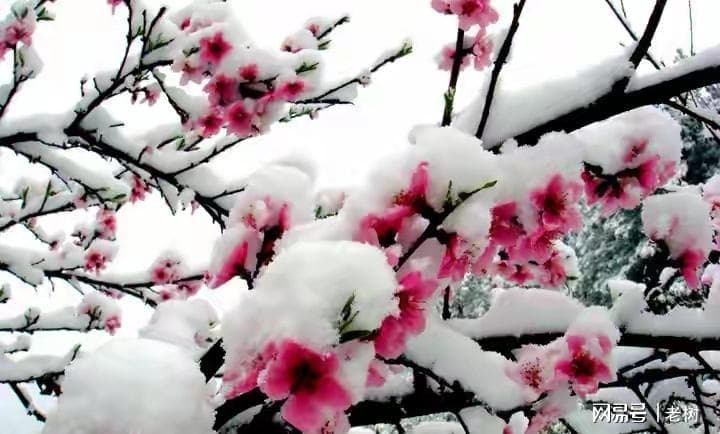 陈著《春雪》：在歌咏春雪的同时，道出一个朴素的自然哲理