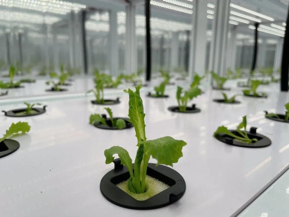 90后、00后爆改集装箱挑战AI种菜，生菜里藏着不再靠天吃饭的秘密