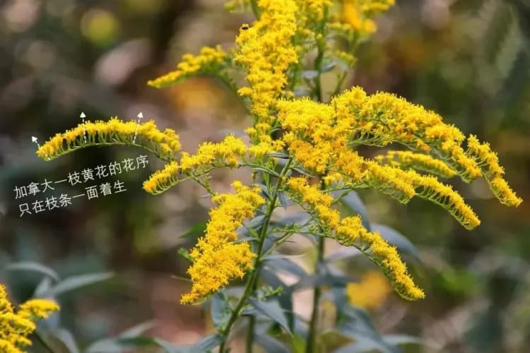 遇到这种小黄花千万别碰，立即上报！识别方法看这里