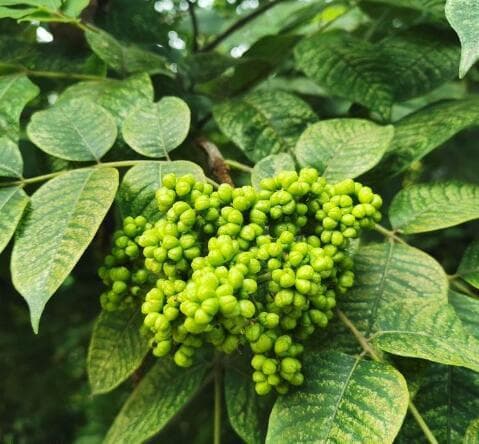 五种"茱萸"植物详解：从吴茱萸到蜜茱萸的科学辨识