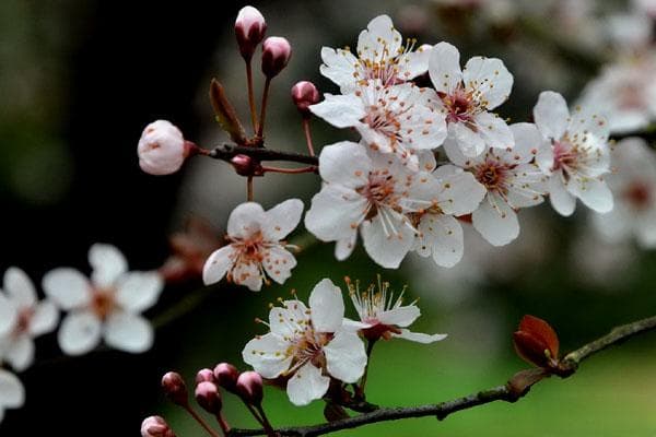 梅花：中国十大名花之首，被誉为“花魁”