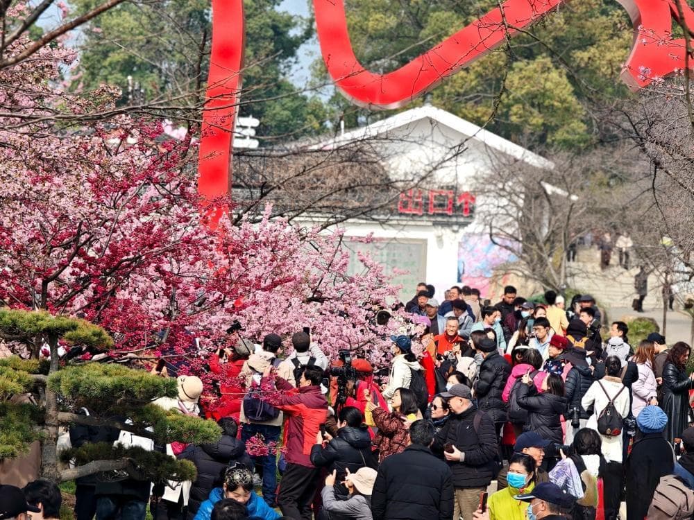 爆满！武汉东湖樱花园开园迎客，有人从北京上海赶来
