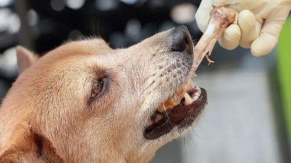 把骨头当食物的鸟，8斤大骨照吞不误，它究竟怎么消化的？