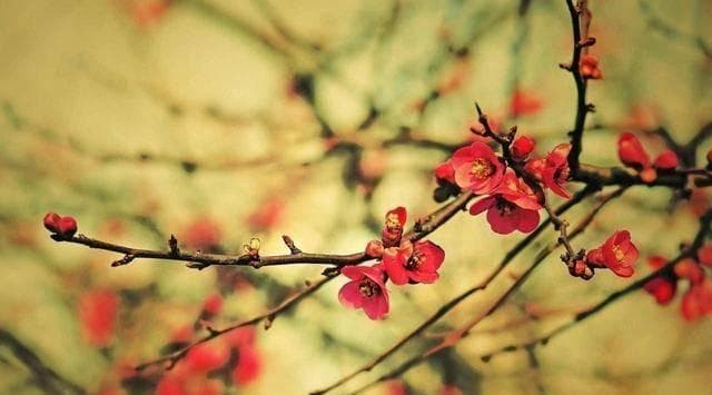 穿青衣、食春盘、剪彩燕：古代春节习俗里的文化密码
