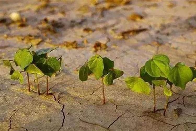 绿色守护：应对药材种植引发的土壤板结与恢复之道