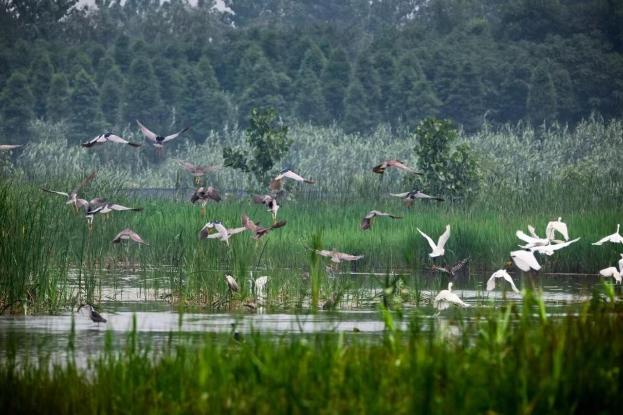 江苏溱湖湿地生态修复见成效，每年吸引10万候鸟栖息