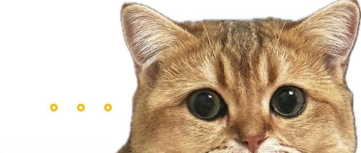 新手必看！养猫必备指南，让你成为猫咪达人！
