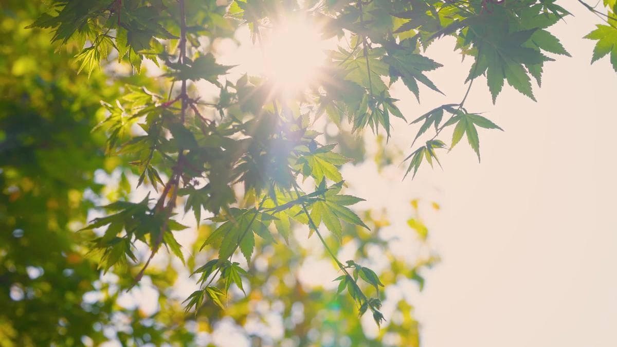 末伏养生指南：最宝贵的10天，错过再等一年！