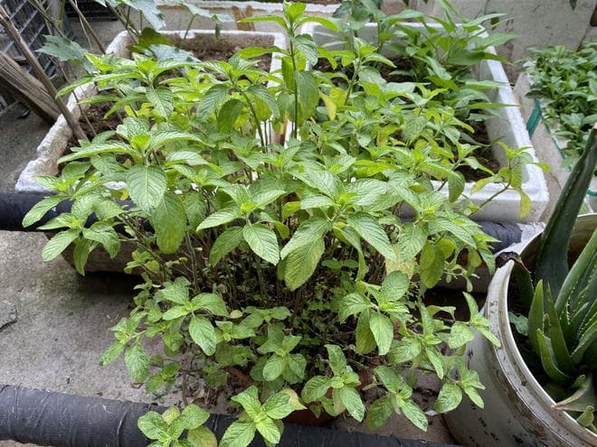 薄荷种子种植攻略：时间与方法全解析