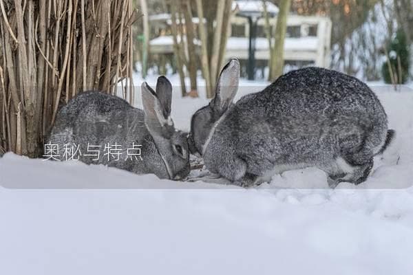 兔子的视力怎么样？揭秘兔子视觉的奥秘与特点
