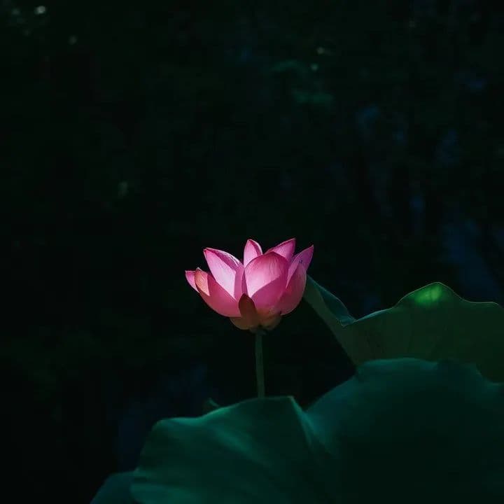 “千年莲花开花了！”走，去丽水市博物馆看活着的文物