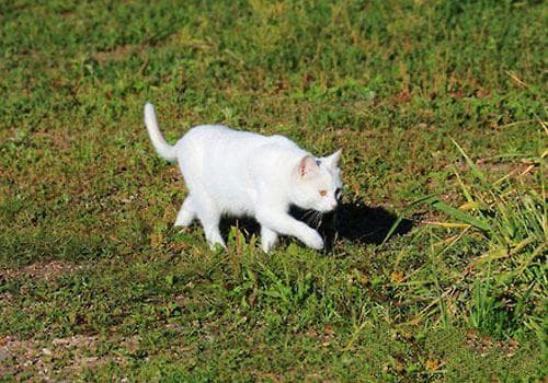猫咪异食癖的症状及防治